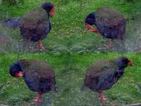 Albums/20060200-New Zealand 2006/20060210-Te Anau to Milford/54